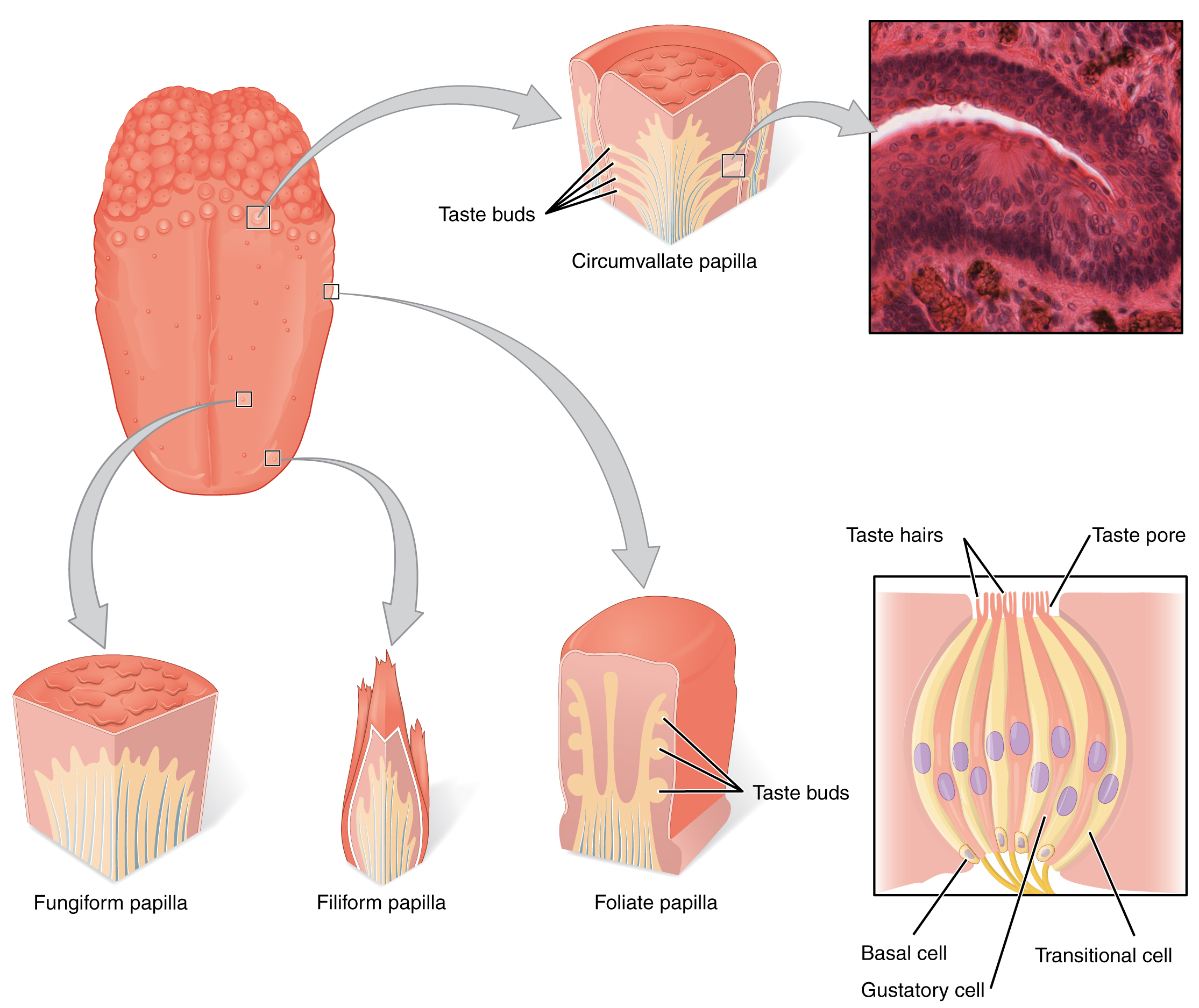 tongue histology